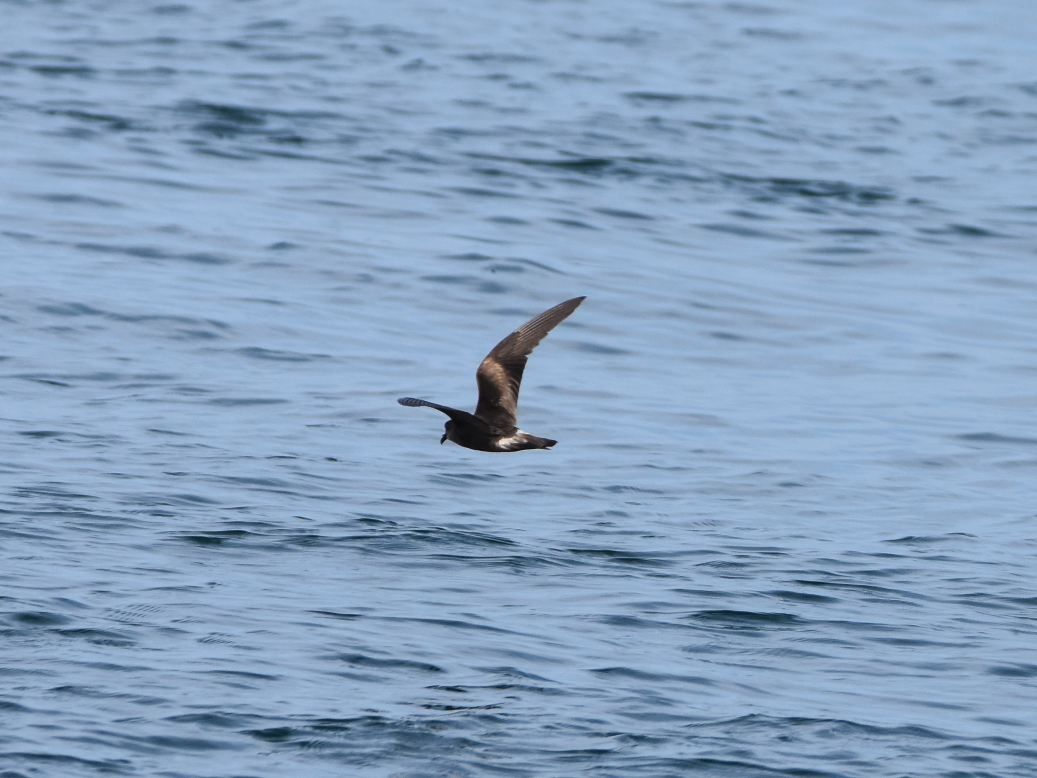 Leach's Storm Petrel