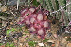 Stapelia hirsuta