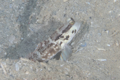 Cryptocentrus sericus