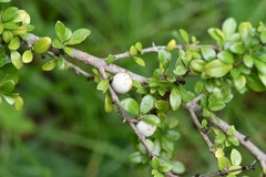 Randia chiapensis