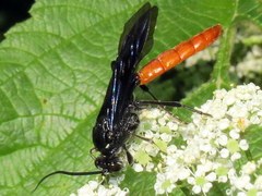 Protichneumon grandis