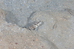 Cryptocentrus sericus