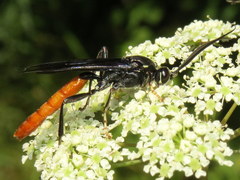 Protichneumon grandis