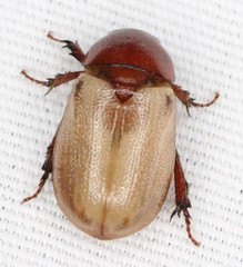 Cyclocephala melanocephala