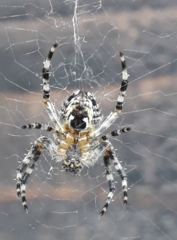 Araneus diadematus