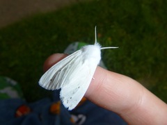 Spilosoma vestalis