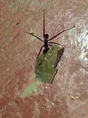Formicidae
