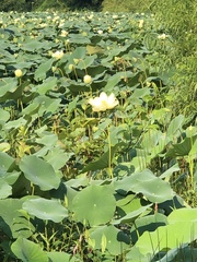 Nelumbo lutea