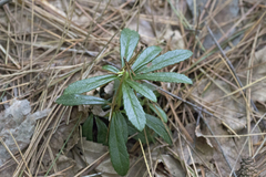 Chimaphila umbellata cisatlantica