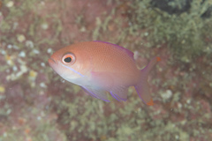 Pseudanthias rubrizonatus