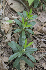 Chimaphila umbellata cisatlantica
