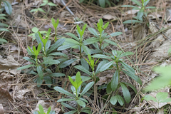 Chimaphila umbellata cisatlantica