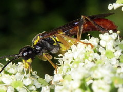 Tenthredo semirufa