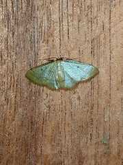 Lepidoptera