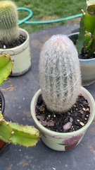 Espostoa