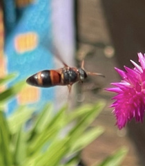 Pachodynerus erynnis