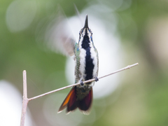 Anthracothorax nigricollis