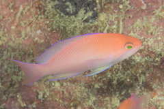 Pseudanthias rubrizonatus