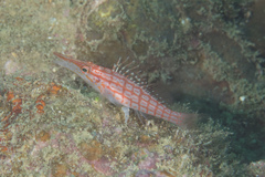 Oxycirrhites typus