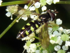 Epistrophella emarginata