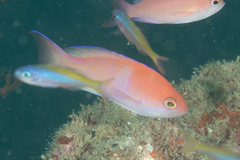 Pseudanthias rubrizonatus