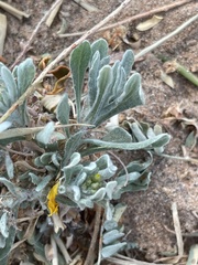 Gnaphalium polycaulon