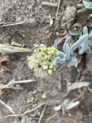 Gnaphalium polycaulon