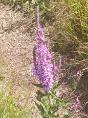 Lythrum salicaria