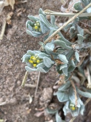 Gnaphalium polycaulon