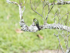 Anthracothorax nigricollis