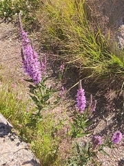 Lythrum salicaria