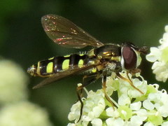 Epistrophella emarginata