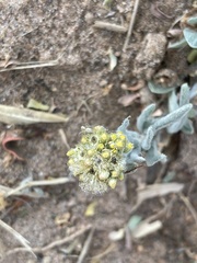 Gnaphalium polycaulon