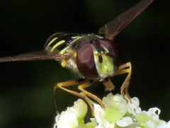 Epistrophella emarginata