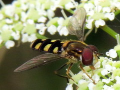 Epistrophella emarginata