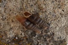 Alinda biplicata
