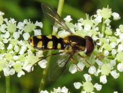 Epistrophella emarginata