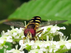 Epistrophella emarginata