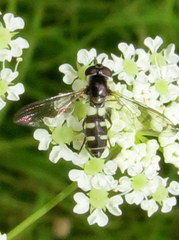 Melangyna fisherii