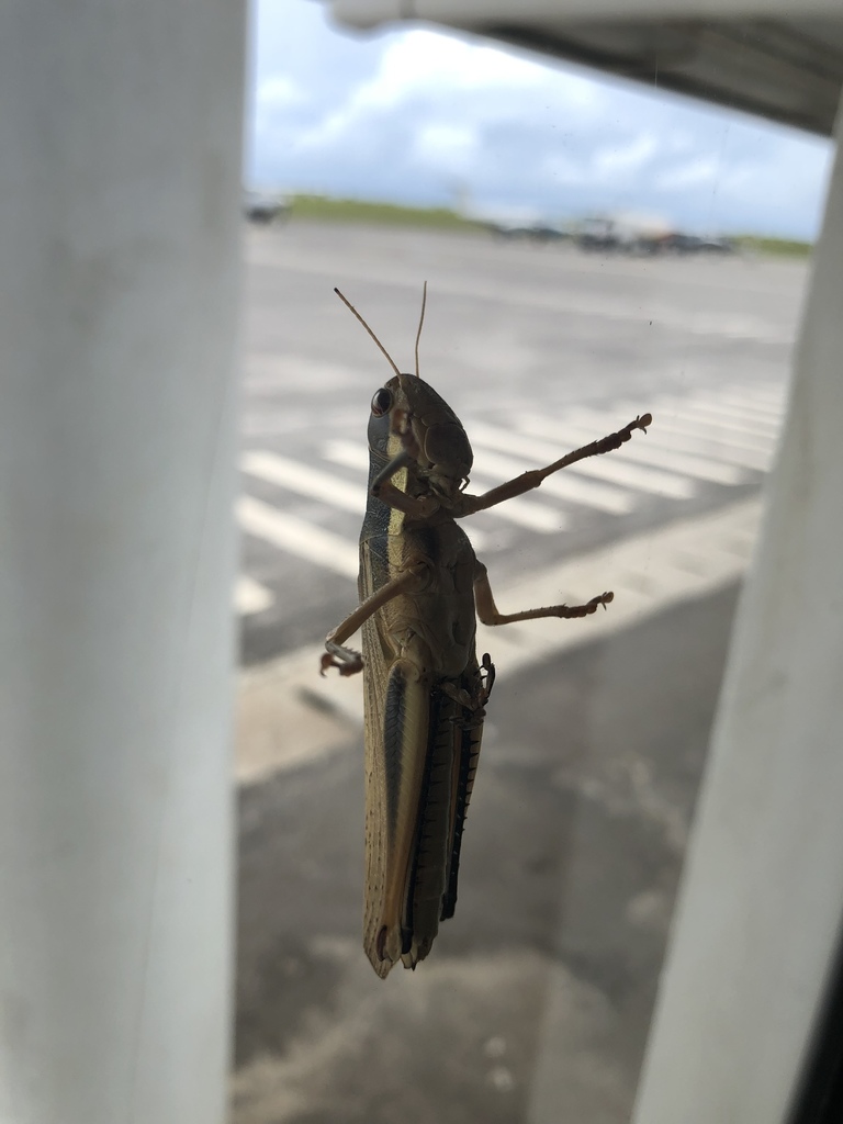 Homoxyrrhepes