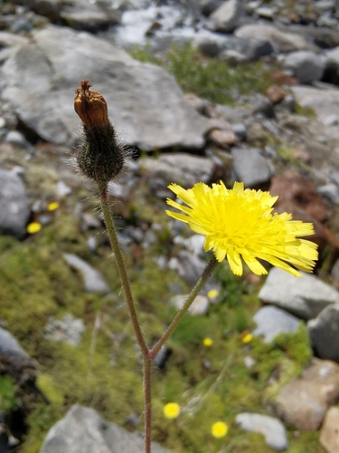 Pilosella acutifolia