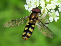 Epistrophella emarginata