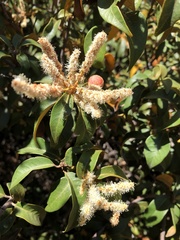 Chrysolepis