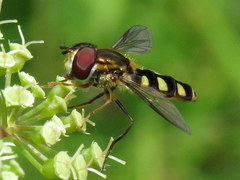 Epistrophella emarginata