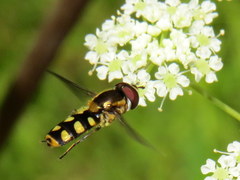 Epistrophella emarginata