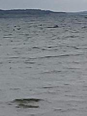 Balaenoptera acutorostrata