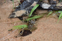 Lithobates pustulosus