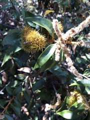 Chrysolepis