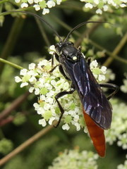 Protichneumon grandis