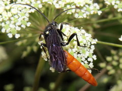 Protichneumon grandis